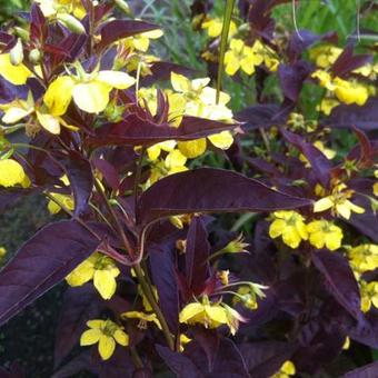 Lysimachia ciliata 'Firecracker'