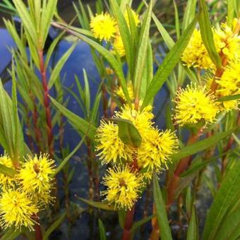 Lysimachia thyrsiflora