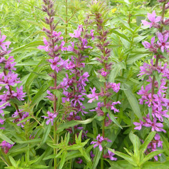 Lythrum anceps