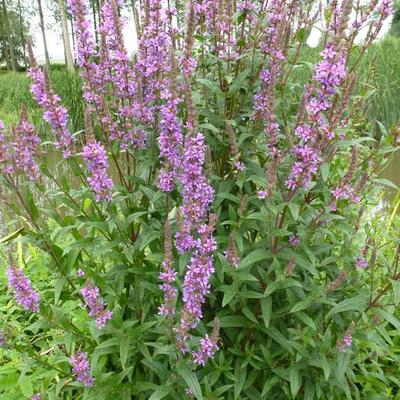 Lythrum salicaria - Kattenstaart, Grote kattenstaart