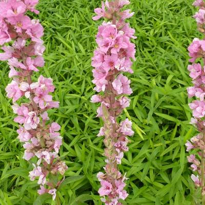 Lythrum salicaria 'Blush' - Kattenstaart