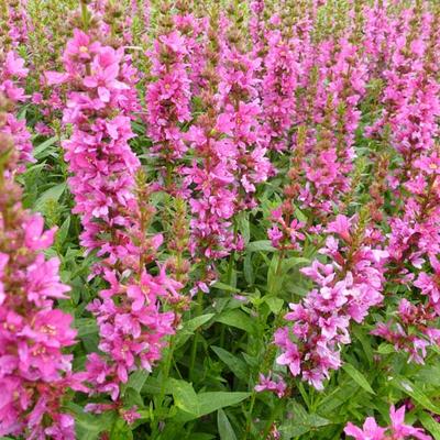 Lythrum salicaria 'Robert' - Kattenstaart