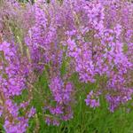 Lythrum salicaria 'Swirl' - Kattenstaart