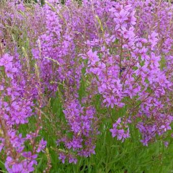 Lythrum salicaria 'Swirl'