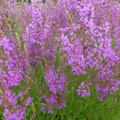 Kattenstaart - Lythrum salicaria 'Swirl'