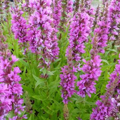 Kattenstaart - Lythrum salicaria 'Zigeunerblut'