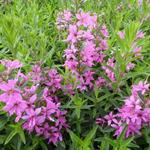 Kattenstaart - Lythrum virgatum 'Rose Queen'