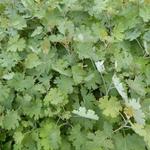 Pluimpapaver - Macleaya cordata 