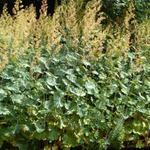 Pluimpapaver - Macleaya microcarpa 'Kelway's Coral Plume' 