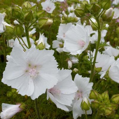 Malva moschata 'Alba' - Muskuskaasjeskruid