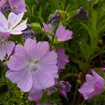 Malva moschata 'Rosea' - Muskuskaasjeskruid, Kaasjeskruid