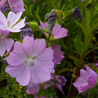 Malva moschata 'Rosea'