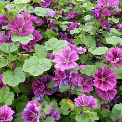 Malva sylvestris - Grote kaasjeskruid