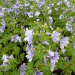 Malva sylvestris 'Marina' - Kaasjeskruid - Malva sylvestris 'Marina'