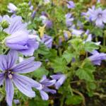 Malva sylvestris 'Primley Blue' - Groot kaasjeskruid