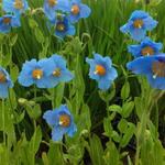 Meconopsis betonicifolia - Schijnpapaver