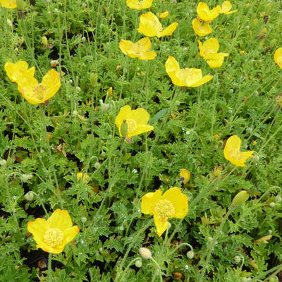 Meconopsis cambrica - Schijnpapaver