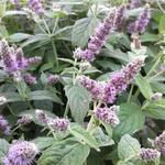 Mentha longifolia `Buddleia'` - Hertsmunt - Mentha longifolia `Buddleia'`