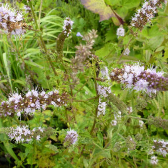 Mentha piperita