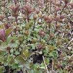 Mentha x piperita f. citrata 'Chocolate' - Chocolademunt