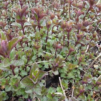 Mentha x piperita f. citrata 'Chocolate'