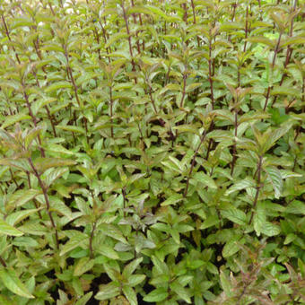 Mentha piperita 'Nigra'