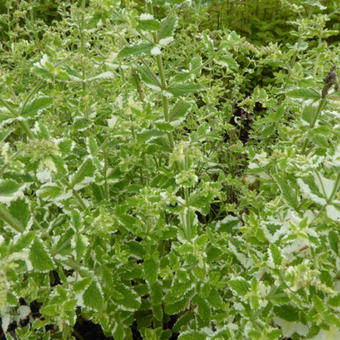 Mentha x gracilis 'Variegata'