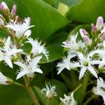 Waterdrieblad,Waterklaver - Menyanthes trifoliata