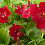 Mimulus cupreus 'Roter Kaiser'  - Maskerbloem