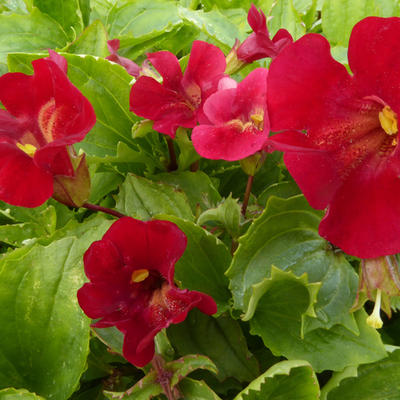 Maskerbloem - Mimulus cupreus 'Roter Kaiser' 