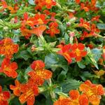 Mimulus 'Orange Glow' - Maskerbloem