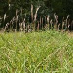 Miscanthus sinensis var. purpurascens - Prachtriet