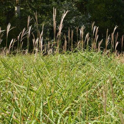 Prachtriet - Miscanthus sinensis var. purpurascens