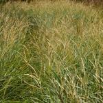 Miscanthus sinensis 'Adagio' - Prachtriet