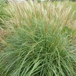 Miscanthus sinensis 'Arabesque' - Prachtriet