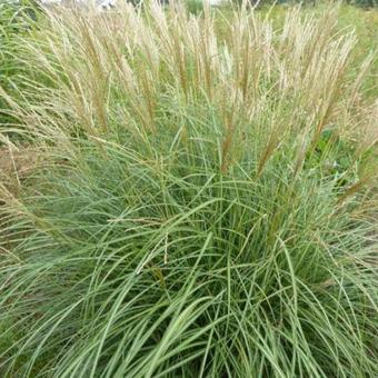 Miscanthus sinensis 'Arabesque'