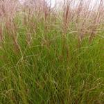 Miscanthus sinensis 'Autumn Light' - Prachtriet