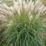 Miscanthus sinensis 'China' - Prachtriet