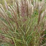 Miscanthus sinensis 'Dread Locks' - Prachtriet