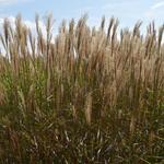 Miscanthus sinensis 'Dronning Ingrid' - Prachtriet