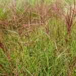 Miscanthus sinensis 'Ferner Osten' - Oosters prachtriet