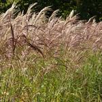 Miscanthus sinensis 'Flamingo'  - Prachtriet