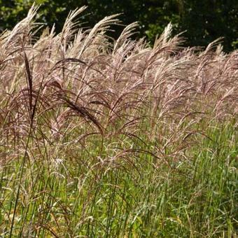 Miscanthus sinensis 'Flamingo'