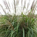 Miscanthus sinensis 'Goliath' - Prachtriet