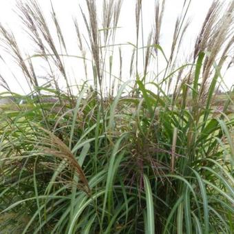 Miscanthus sinensis 'Goliath'