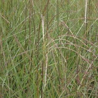 Miscanthus sinensis 'Graziella'