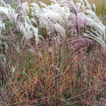 Miscanthus sinensis 'Kaskade' - Prachtriet