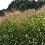 Miscanthus sinensis 'Krater' - Prachtriet, Reuzenriet