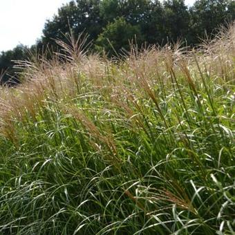 Miscanthus sinensis 'Krater'