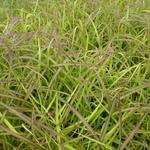 Miscanthus sinensis 'Navajo' - Prachtriet